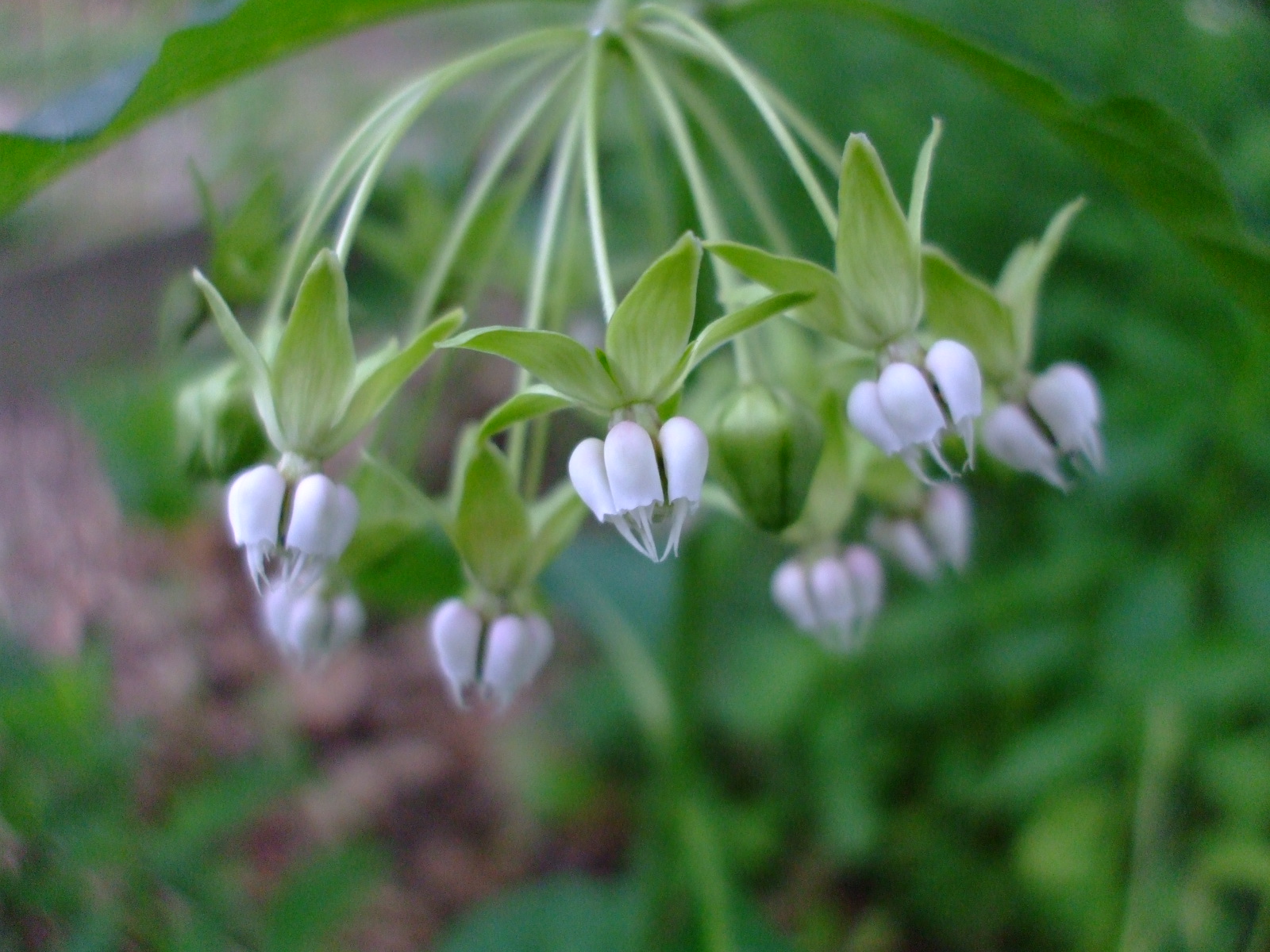 Asclepias exaltata